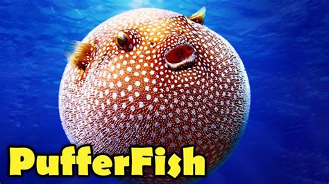 What Is A Puffer Fish 10 Amazing PufferFish Facts YouTube