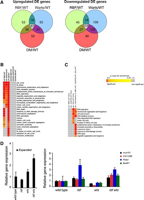 Figure 1 From Cooperation Between DE2F1 And Yki Sd Defines A Distinct