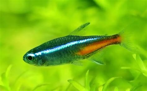 Cardinal Neon Tetra 101 Cardinal Tetra Comprehensive Guide