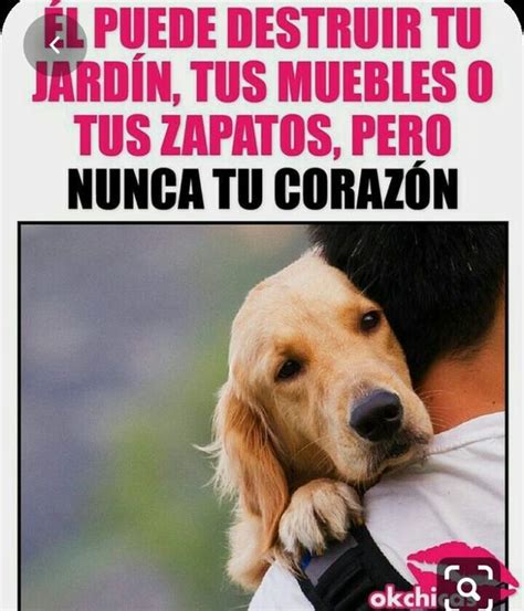 Top 66 Imagen Frases De Perros Fieles Viaterra Mx