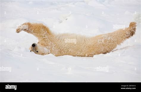 A Polar Bear Stretching In Snow In Wapusk National Park Canada Stock