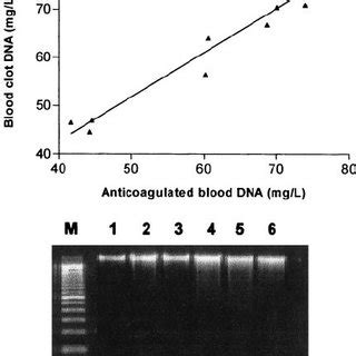 Concentration And A A Ratio Of Dna Extracted From