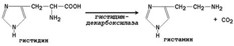 Декарбоксилирование аминокислот.