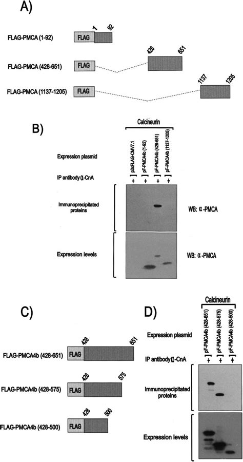 The Region 501575 Of Human PMCA4b Interacts With Calcineurin A