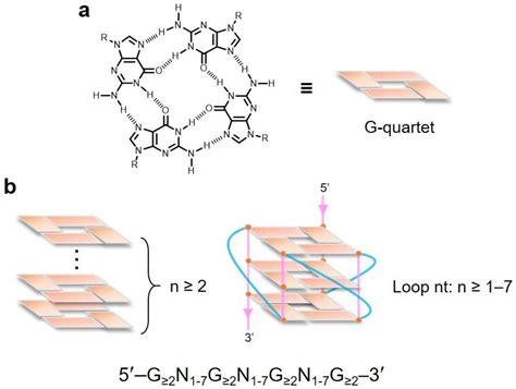 Ijms Free Full Text Perspectives For Applying G Quadruplex