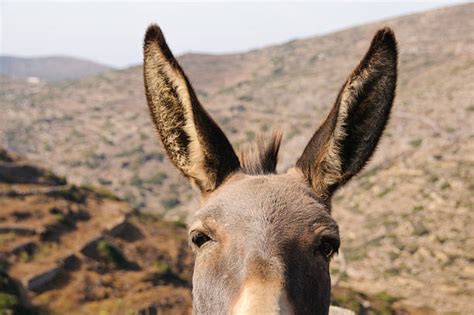 Best Donkey Ears Stock Photos Pictures And Royalty Free Images Istock