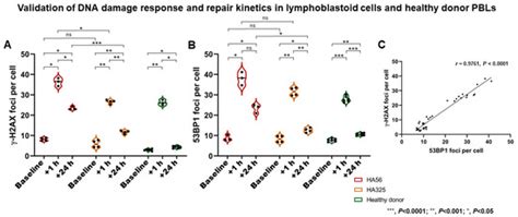 Cancers Free Full Text Assessment Of γ H2ax And 53bp1 Foci In