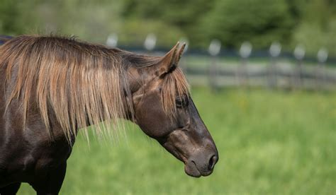 Rocky Mountain Horse Breed Profile Helpful Horse Hints