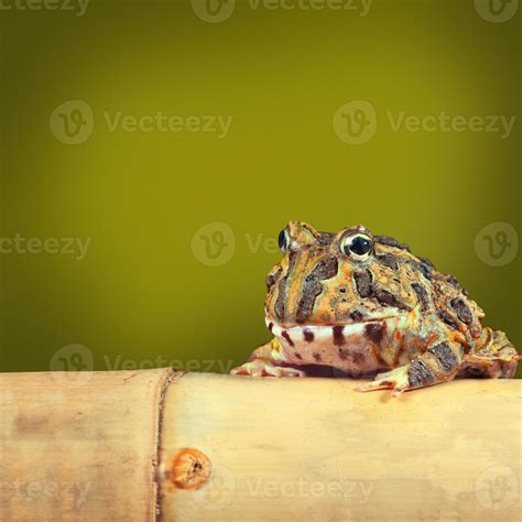 Pacman frog 1183515 Stock Photo at Vecteezy