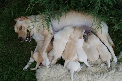 Les 4 grands types d agressivité chez le chien comment les prévenir