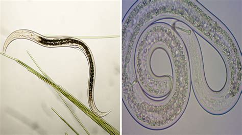 Nematoder Allt Du Behöver Veta