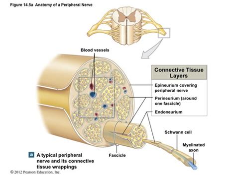 Peripheral Nerve Entrapment Flashcards Quizlet