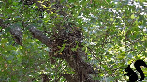 What Do Squirrel Nests Look Like?