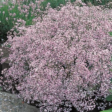 Spring Hill Nurseries Pink Baby's Breath (Gypsophilia) Live Bareroot Perennial Plant Pink ...