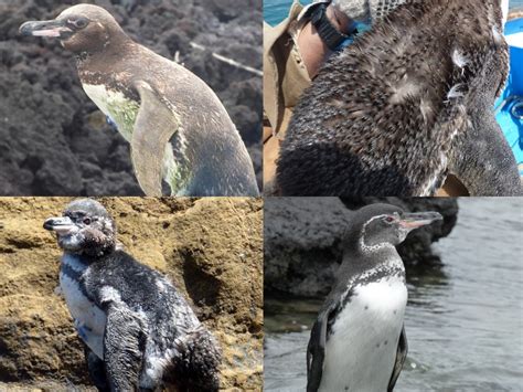 Galápagos Penguin Biology - Center for Ecosystem Sentinels