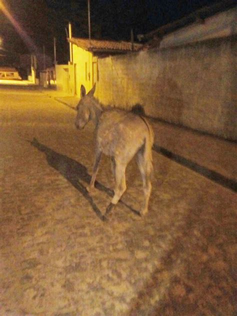 Deixa Comigo Macajuba Sem Enfeite Para O Natal V Rios Cavalos E