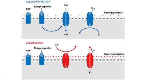 Influence Of The K Atp Channel On The Vascular Smooth Muscle Tone