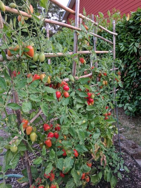 How To Build A Tomato Trellis Step By Step Guide