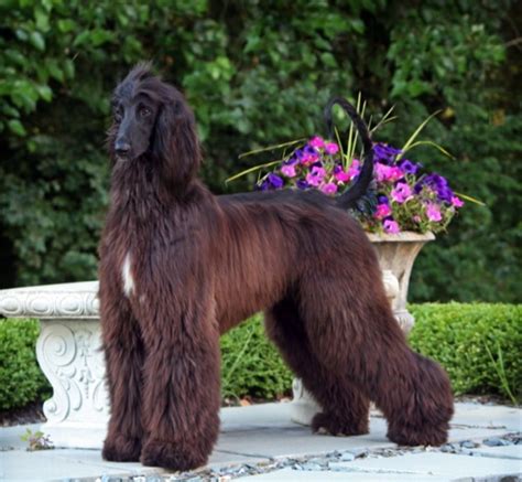 Pets: Afghan Hound