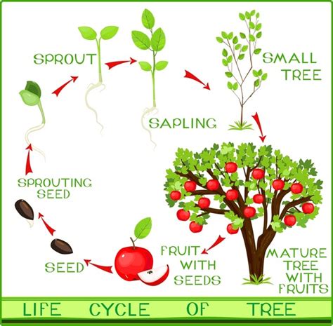 Apple Life Cycle Over 285 Royalty Free Licensable Stock Vectors And Vector Art Shutterstock