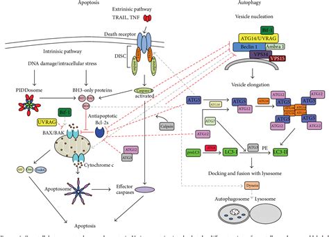 Figure 1 From Role Of The Crosstalk Between Autophagy And Apoptosis In