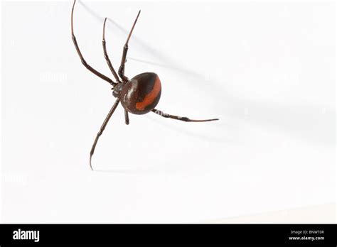Redback Spider Latrodectus Hasselti Female Stock Photo Alamy