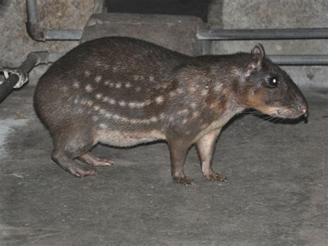 Cuniculus Paca Lowland Paca In Beijing Zoo