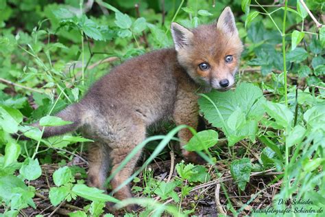 Fuchs - Naturfotografie Dirk Schieder