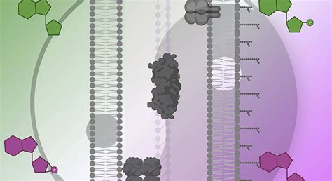 explain how bacteria can become resistant to antibiotics