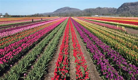 Great Reasons To Visit The Abbotsford Tulip Festival Forever Karen