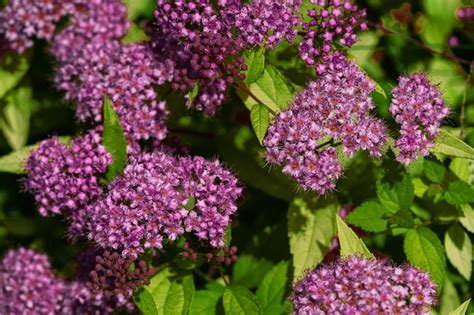 Premium Photo | Summer in the country plants and flowers in the garden ...