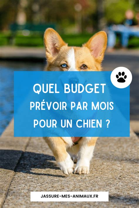 Combien Co Te Un Chien Par Mois J Assure Mes Animaux