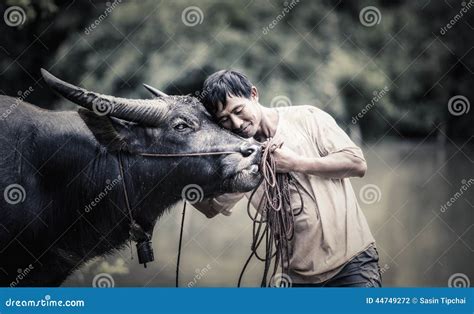 Thai Farmer With Buffalo Stock Photo Image Of Field 44749272