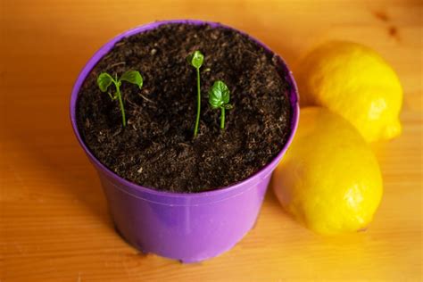 Growing a Lemon Tree from Seed