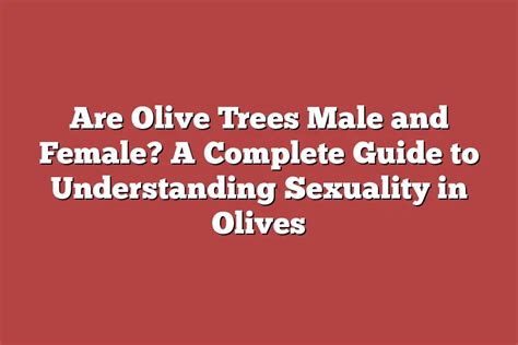 Are Olive Trees Male And Female A Complete Guide To Understanding Sexuality In Olives Tree