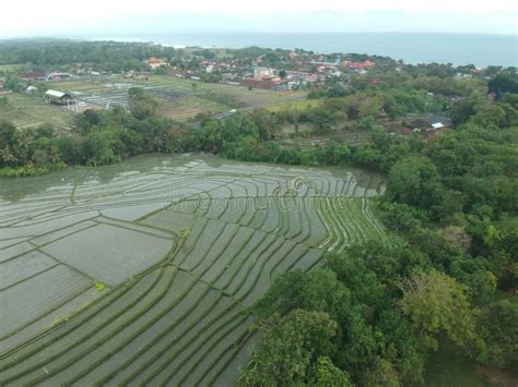 Top Aerial View Of Nature Green Rice Field Stock Image Image Of Beach