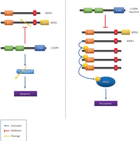 Casp Ripk And Ripk Effect On Apoptosis And Necroptosis Caspase