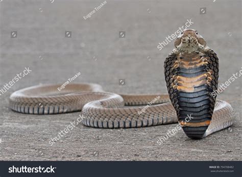 Mozambique Spitting Cobra Stock Photo 794708482 | Shutterstock