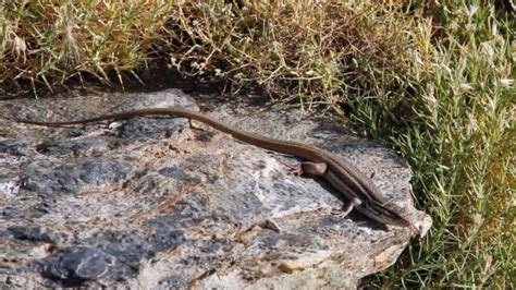 Descubren Que Una Especie De Lagartija Es De Mayor Tama O Cuando Habita