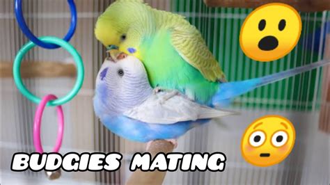 Budgies Mating Parrots Mating Birds Mating Birds Love Pet