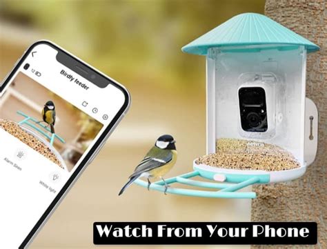 5 Best Solar Camera Bird Feeders: Ultimate Guide » 2025