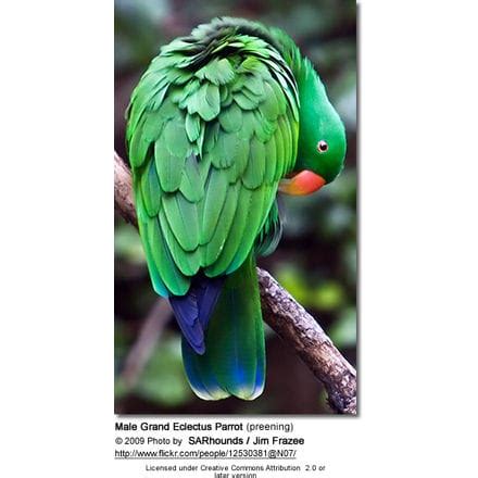 Grand Eclectus or Dusky Eclectus