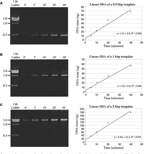 Figure 2 From Linear Nicking Endonuclease Mediated Strand Displacement Dna Amplification