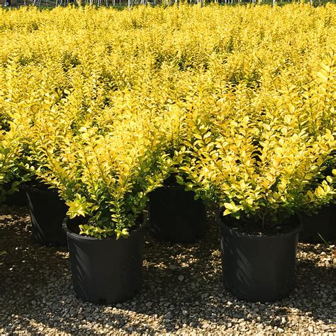 Golden Privet For Sale Online | The Tree Center