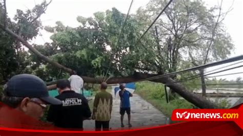 Hujan Deras Disertai Angin Kencang Sebabkan Pohon Tumbang Di Sejumlah