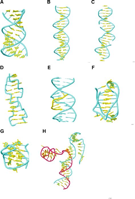 Printable Dna Forms