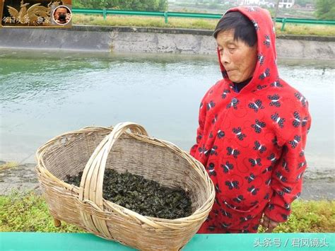 湖北宜昌：鄉村，農婦在山野撿拾地耳菜！無需種植成本但耗時！ 每日頭條