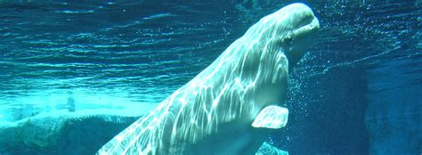 All About Beluga Whales - Diet & Eating Habits | United Parks & Resorts