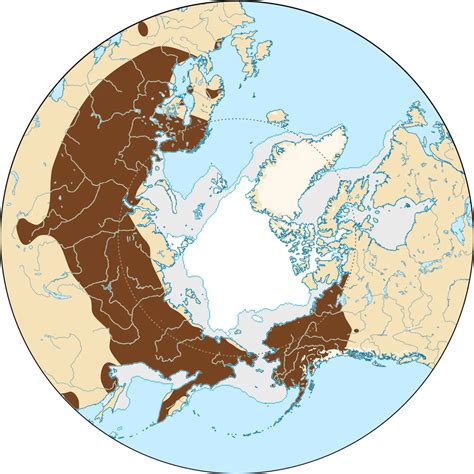 Tundra vole - Facts, Diet, Habitat & Pictures on Animalia.bio