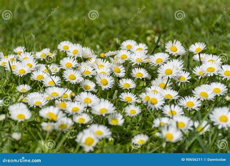 Muitas Margaridas Brancas Em Um Prado Perennis Do Bellis Grupo De